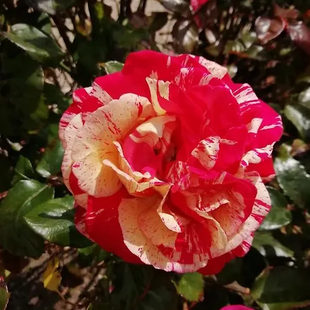 Victoria Arromanches Panzió