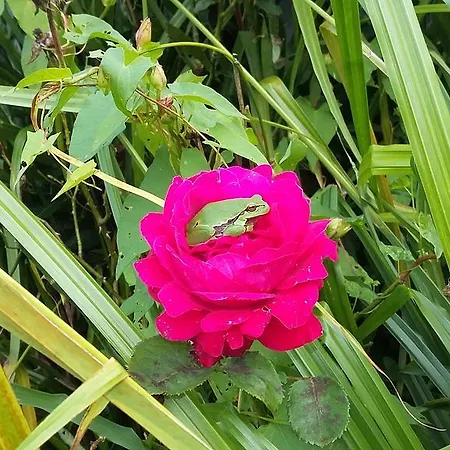 Victoria Arromanches Bed & Breakfast