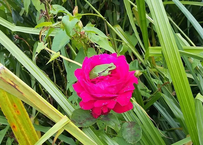 Victoria Arromanches Bed & Breakfast